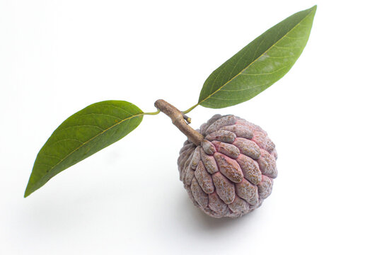 Whole fresh sugar apple or custard apple fruit with leaves isolated on white background