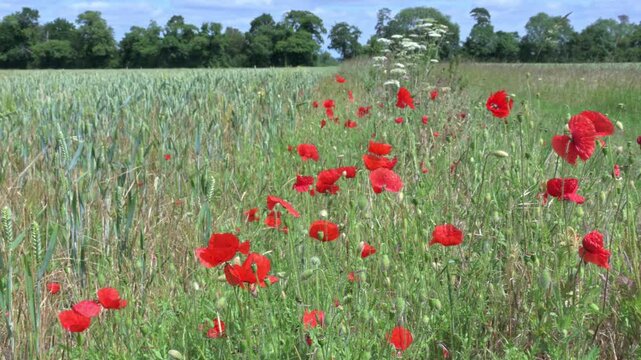 Field Poppies (Papaver rhoeas) growing in the arable margin left at the edge of a field of crops, blowing in a gentle breeze. June, Kent, UK [Half Speed]