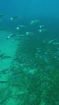 Vertical footage, Many Striped Mackerel swims under water surface and filters plankton with open mouths in sunburst, Closeup, Slow motion of Indian mackerel, Rastrelliger kanagurta