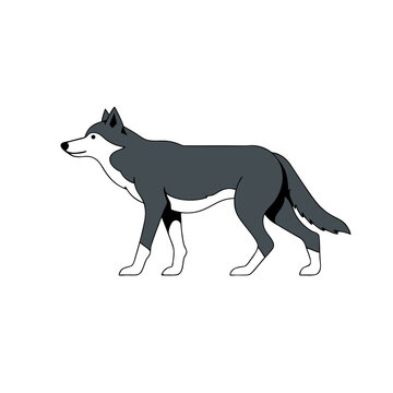 wolf