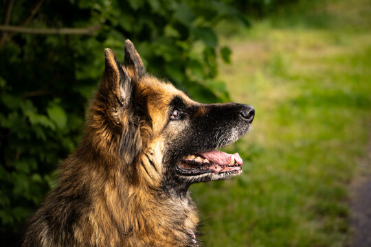 Deutscher Sch&auml;ferhund