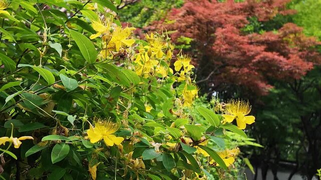 A vibrant garden scene in the Xuanwu District of Nanjing, featuring a cluster of bright yellow flowers interspersed with green leaves and stems