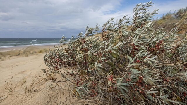 oleaster. Oleaster shrubs with silvery leaves and red berries at sand dunes edge. gardening catalogs, home-decor guides, designed for home decor and floral branding, promotes healthy living.