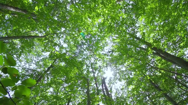Sunlight Shining Through Green Tree Leaves in Forest Canopy