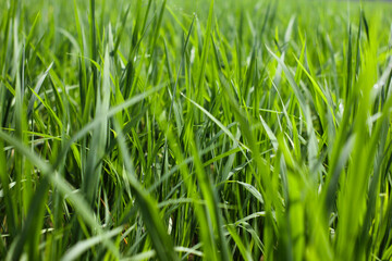 Obraz premium Close-up of vibrant green paddy leaves in a rice field