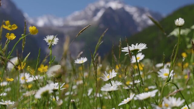 Blooming white daisies and yellow buttercups on sunny day in Swiss Alps, scenic view of green mountain valley near St Moritz. Wild alpine daisy flowers swaying in the wind, Switzerland