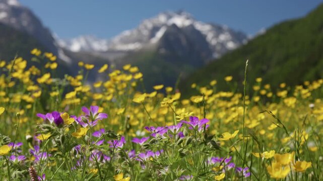 Beautiful purple and yellow wildflowers blooming on green meadow. Majestic snow-capped mountains stand tall in blurred background. Switzerland alpine, near saint Moritz