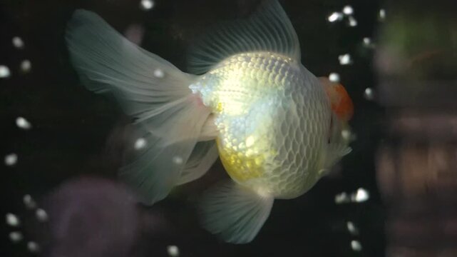 White and Orange Red Cap Goldfish Swimming in Aquarium