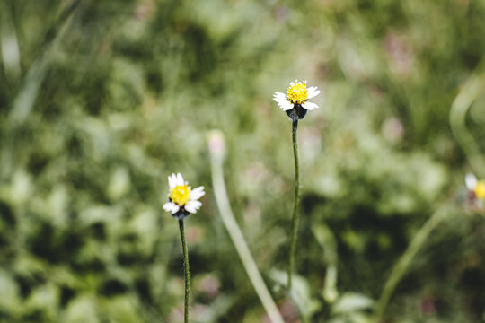 Wild tridax procumbens flowers with blurry green grass background