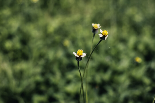 Wild tridax procumbens flowers with blurry green grass background