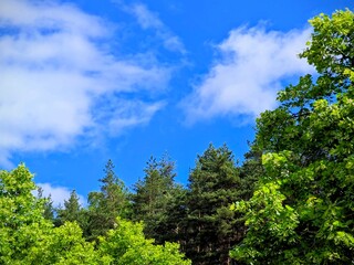 Fototapeta premium spruce forest trees on blue sky with cloud backgroud