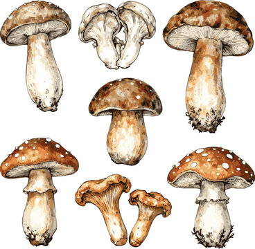 Created on Beautiful Hand drawn Set of boletuses, oyster mushrooms, ceps, grebes, fly agarics, boletuses, chanterelles, honey agarics design on white background