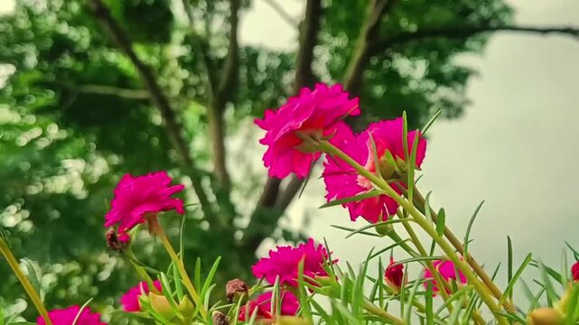 Blooming pink ten o'clock flowers in a lush green backyard garden.