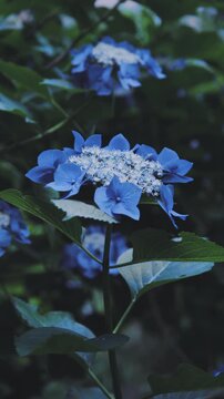 【高幡不動尊あじさいまつり】雨に濡れる美しい青いガクアジサイのクローズアップ