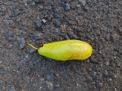 Fallen green averrhoa bilimbi fruit resting on rough dark asphalt road