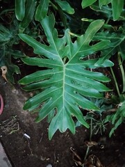Top down close-up view of a large, deeply lobed green Philodendron leaf growing in a tropical garden © heri