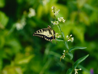 common yellow swallowtail perching on a plant © Juergen