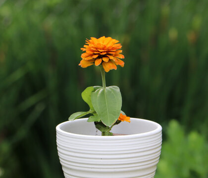 A lone vibrant orange zinnia flower head blooming neatly inside a clean white ceramic pot container set against a soft blurred natural green foliage background