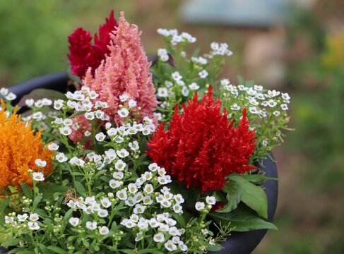 A decorative potted arrangement of hot pink plume celosia cockscomb flowers and cascading white alyssum blooms sitting on a lush green summer lawn background