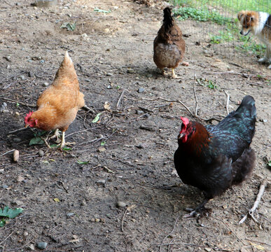 Two domestic free range chickens one black Australorp and one brown hen pecking at the dirt ground while foraging in a rural backyard country farm