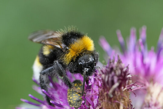 Closeup on a vibrant fluffy Vestal cuckoo bumblebee , Bombus vestalis feeding on a purple thistle flower