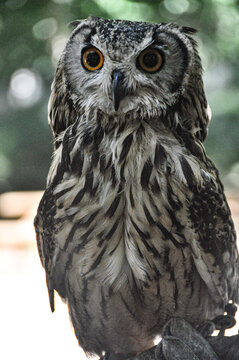 Owl from Tapada Nacional Mafra