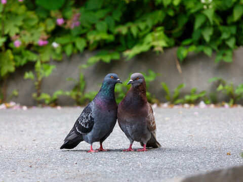 The common pigeon ( Latin- Columba livia ) is a widespread bird of the Columbidae family.A pair of Rock dove during the mating season 