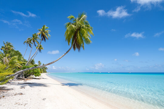 Hanging palm tree on Hirifa Beach, Fakarava, French Polynesia