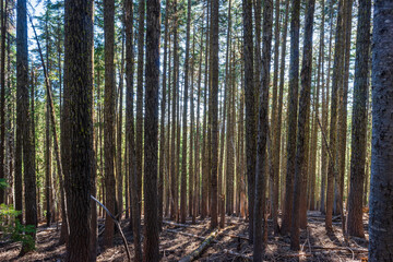 Fototapeta premium Trees In The Forest