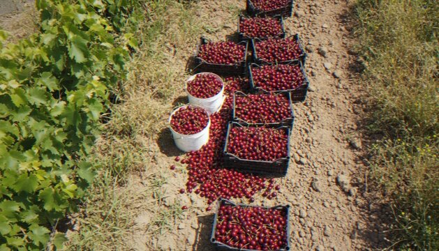 A high-angle shot of several crates and white buckets filled with freshly harvested, vibrant red cherries placed on dirt ground in an orchard.