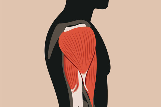 Detailed anatomical illustration of the human shoulder and upper arm muscles focusing on the deltoid and triceps for fitness and medical study.