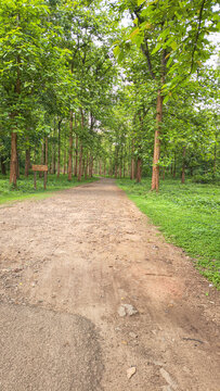 Teak Plantation, Forest Path, Tall Timber Trees, Sunlit Woods, Nedumkayam Rainforest, Nilambur, Malappuram, Kerala, India