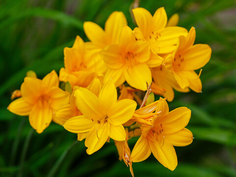 Yellow flowers in the garden. Middendorf's daylily (Hemerocallis middendorffii) is a perennial herbaceous bulbous plant with peduncles about 80 cm high.