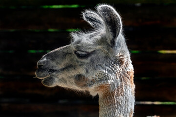 Obraz premium Portrait of red and white llama. Latin name - Lama glama