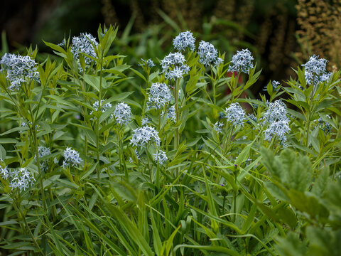Amsonia tabernaemontana is an elegant herbaceous perennial plant.