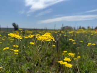 Fototapeta premium Bright yellow flowers in meadow under blue sky, closeup