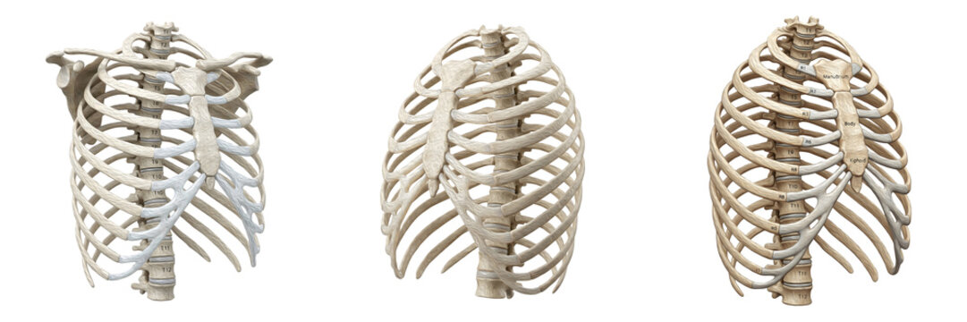 Human Rib Cage Anatomical Models Isolated on White Background, Detailed 3D Medical Educational Skeletons for Anatomy Study and Scientific Visualization
