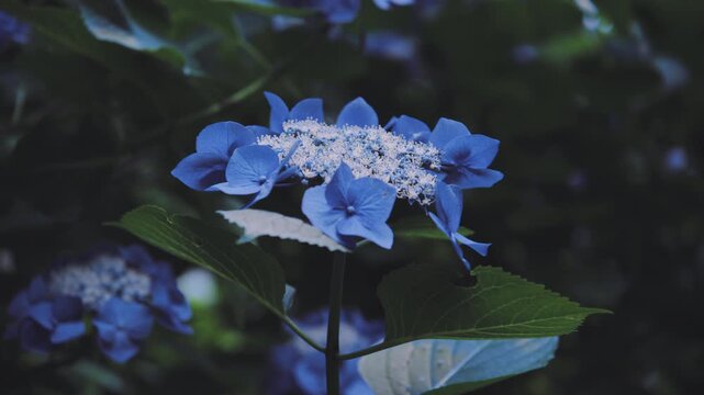 【高幡不動尊あじさいまつり】雨に濡れる美しい青いガクアジサイのクローズアップ