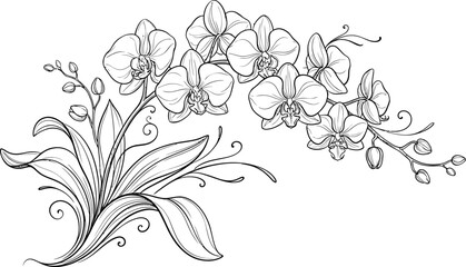Elegant Orchid Branch Line Art Illustration © rahmad