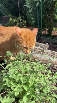 Funny orange cat eating catnip