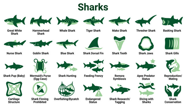 Collection of diverse shark species and related concepts illustrated with simple green icons on white background, educational infographic