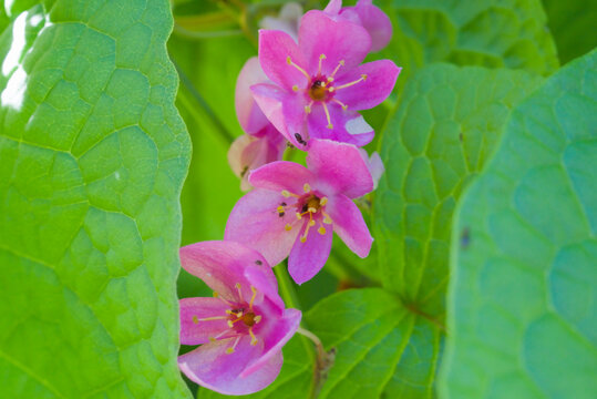 Pink coral vine Antigonon leptopus flowers with tendril
