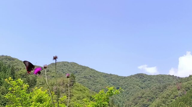 Butterfly Resting on Wildflowers Against a Mountain Landscape with Copy Space