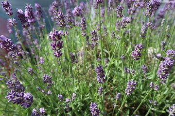 Obraz premium Purple blooming calming lavender