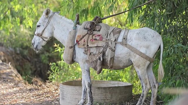A donkey beside the canal amidst the green fields of the Nile Delta 