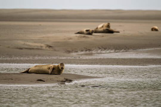 Groupe de phoques sur les plages de Berck dans le nord de la France