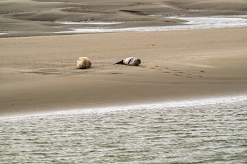 Groupe de phoques sur les plages de Berck dans le nord de la France © Joachim Beauvilain