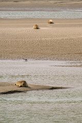 Groupe de phoques sur les plages de Berck dans le nord de la France © Joachim Beauvilain