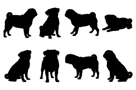 Silhouettes of pugs in various poses on a white background.
