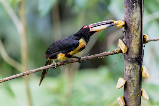 Toucan ara&ccedil;ari &agrave; collier &agrave; la recherche de nourriture en Equateur en Am&eacute;rique du Sud